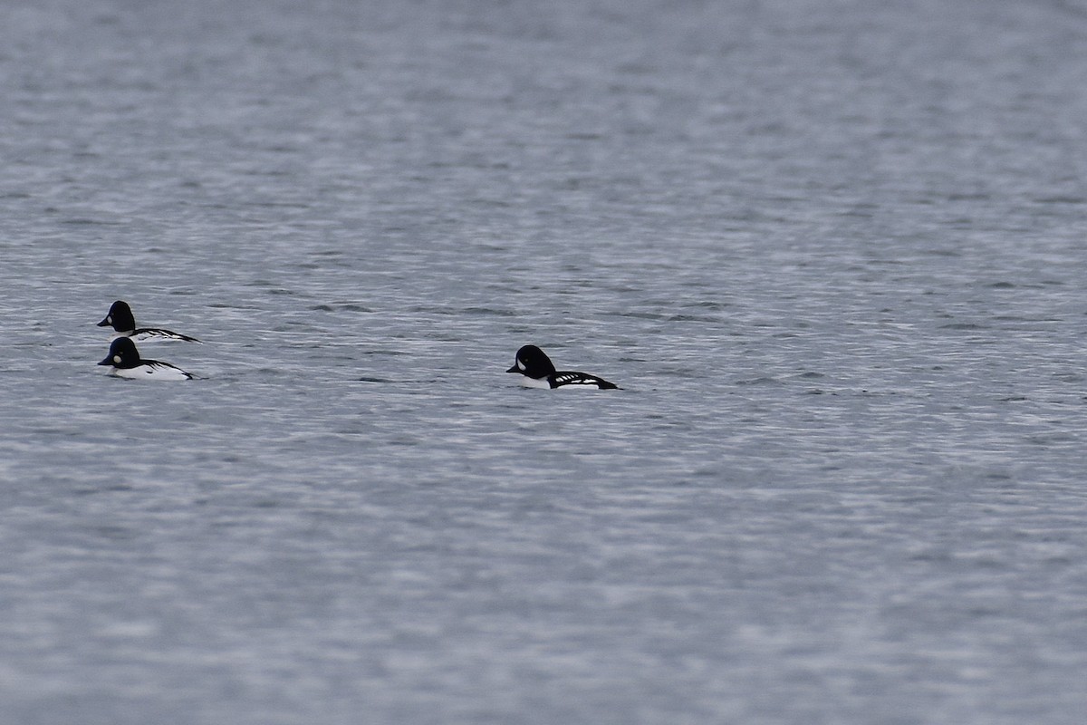 Barrow's Goldeneye - ML645809928