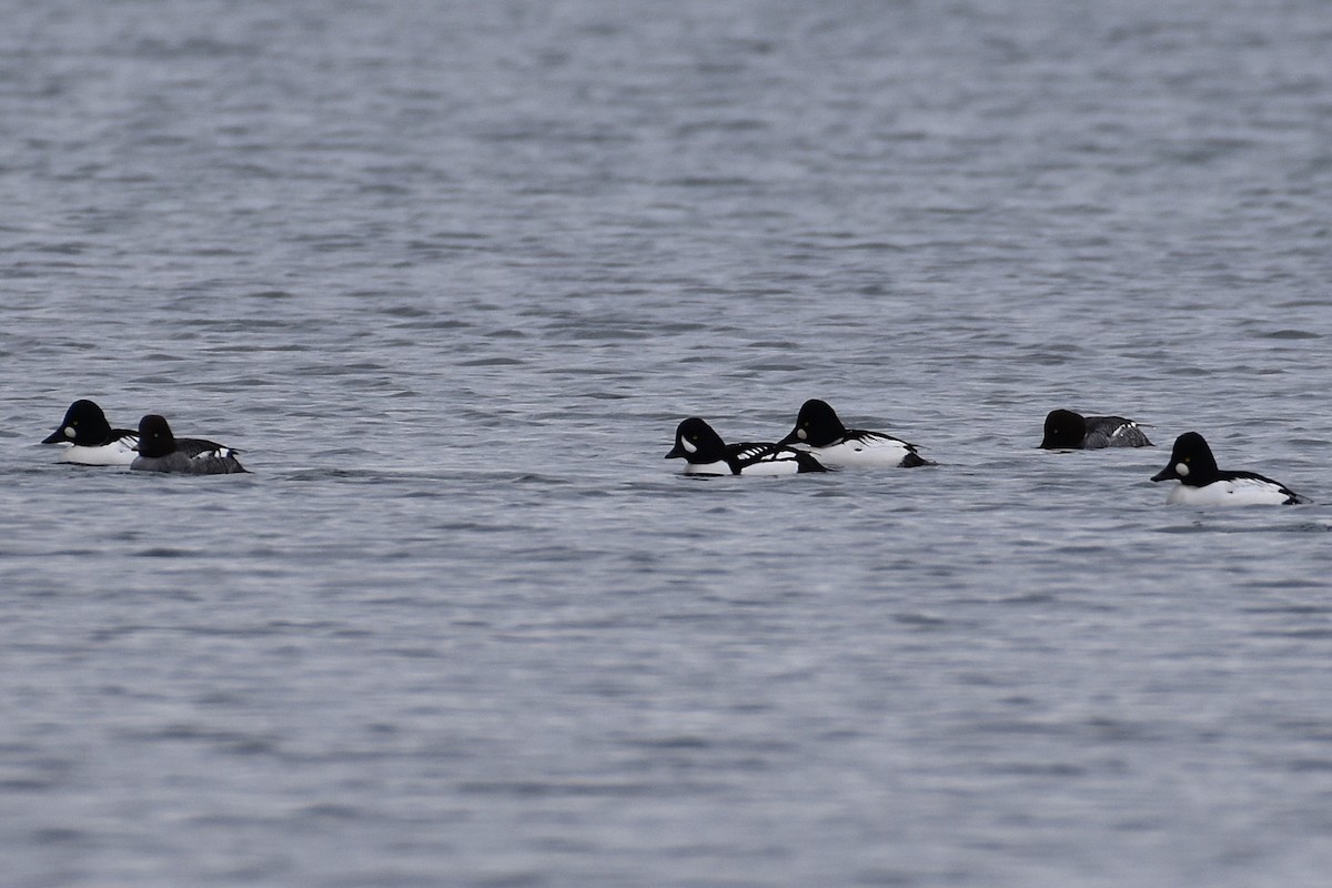 Barrow's Goldeneye - ML645809929