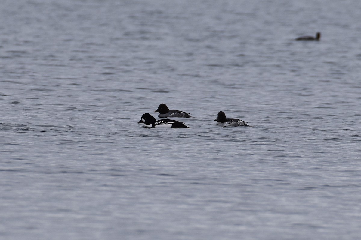 Barrow's Goldeneye - ML645809930