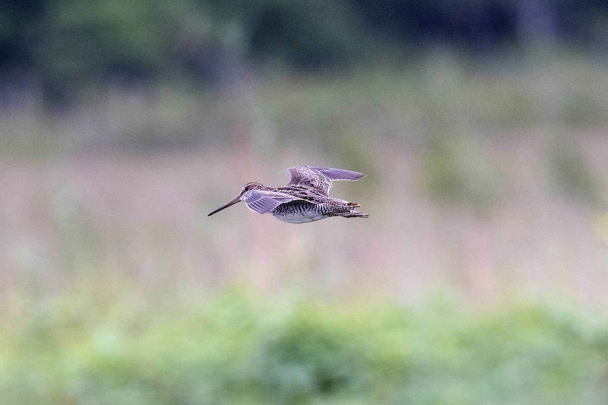 Pantanal Snipe - ML645809932