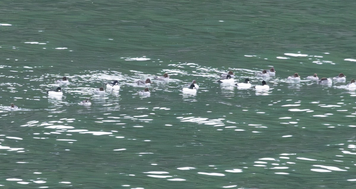 Common Goldeneye - ML645809933