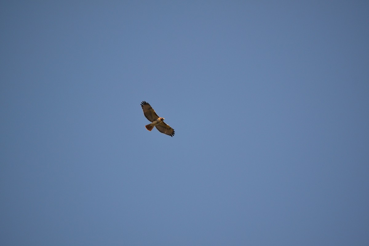 Red-tailed Hawk - ML645809935