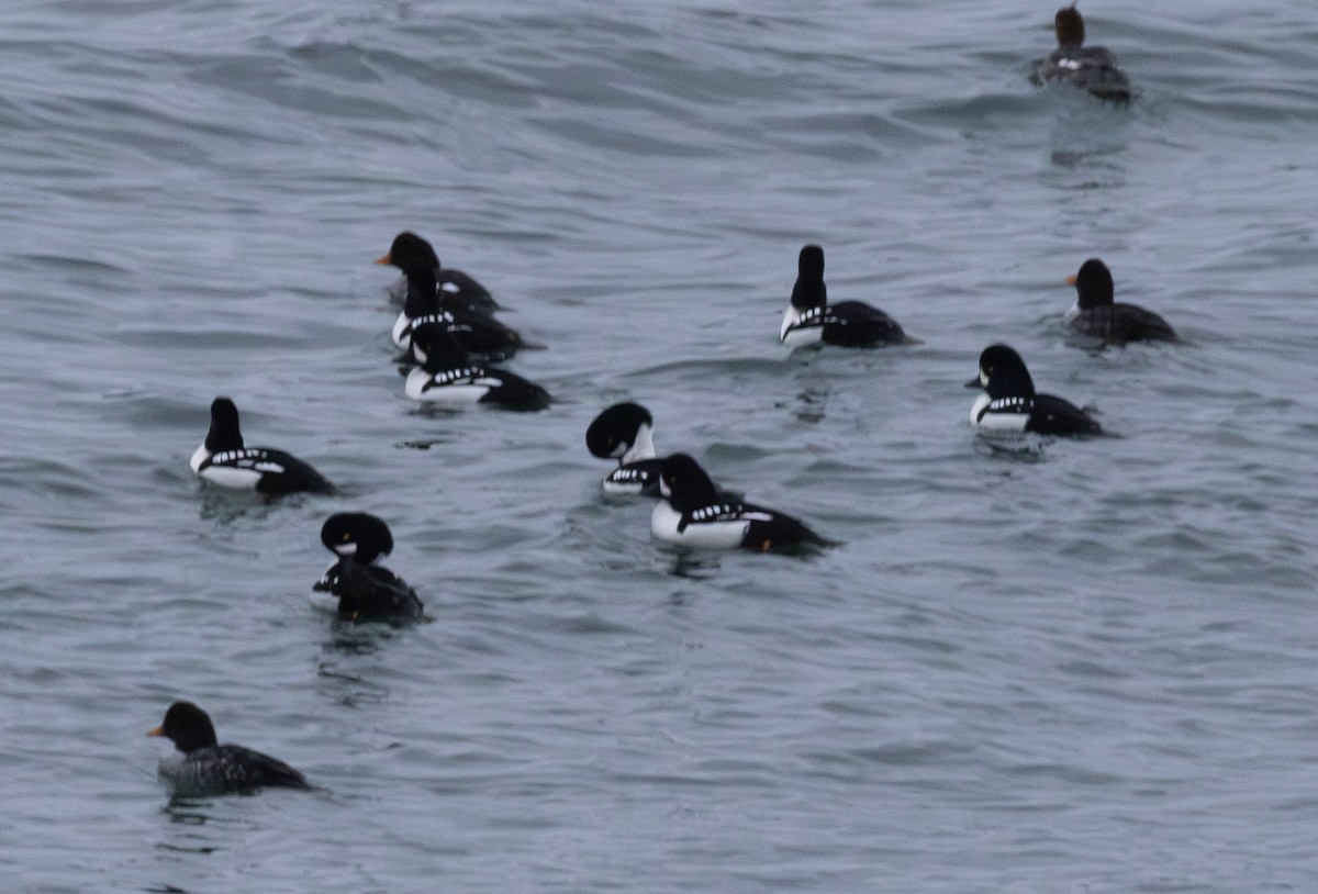 Murgilari islandiarra - ML645809938