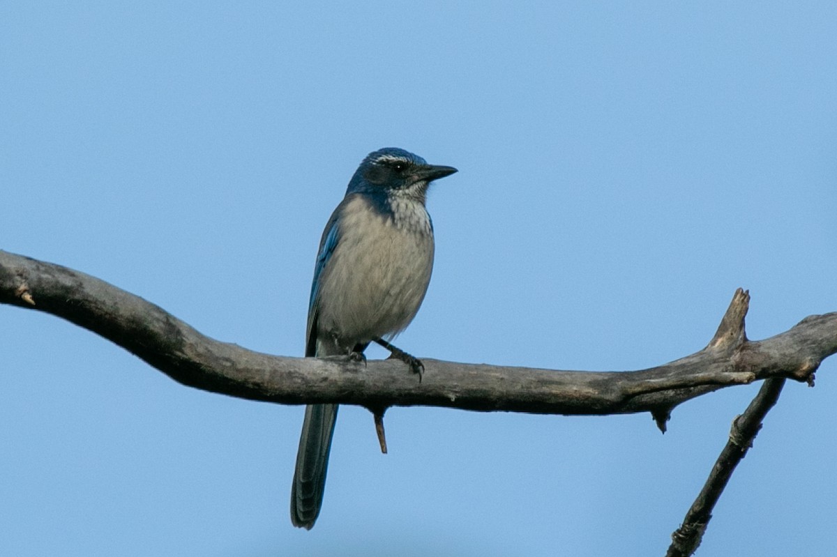 California Scrub-Jay - ML645809940