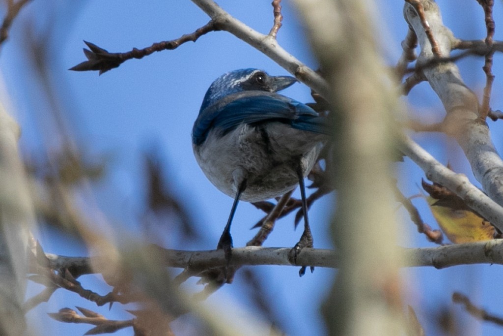 California Scrub-Jay - ML645809941