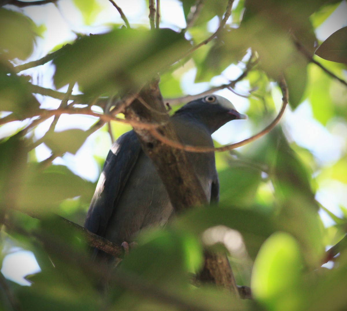 White-crowned Pigeon - ML645809945