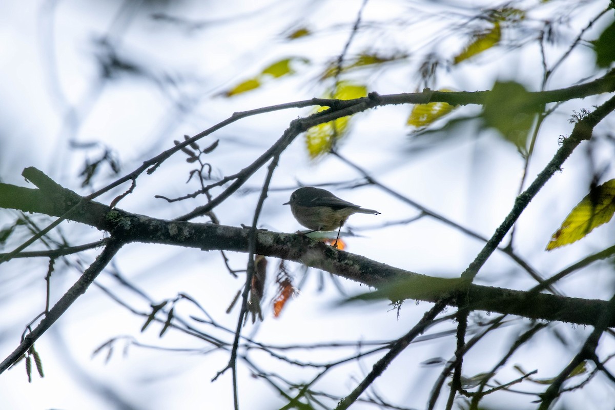 Ruby-crowned Kinglet - ML645809946