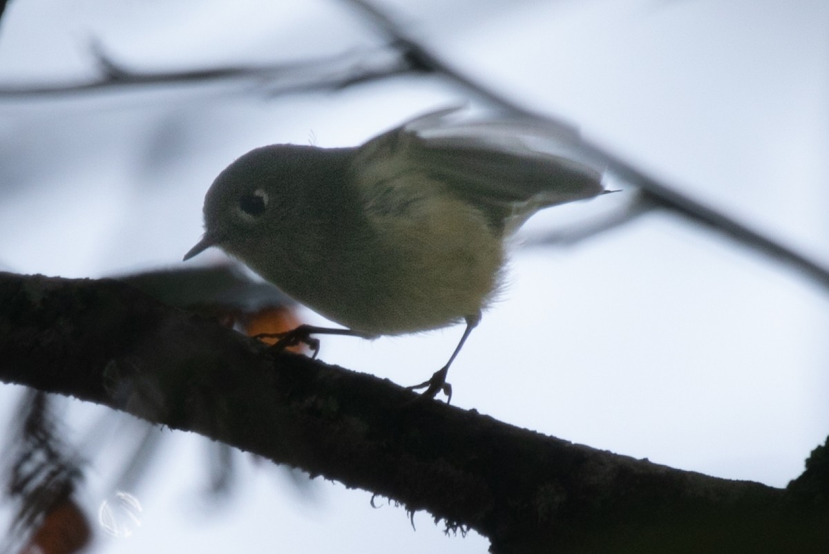 Ruby-crowned Kinglet - ML645809947
