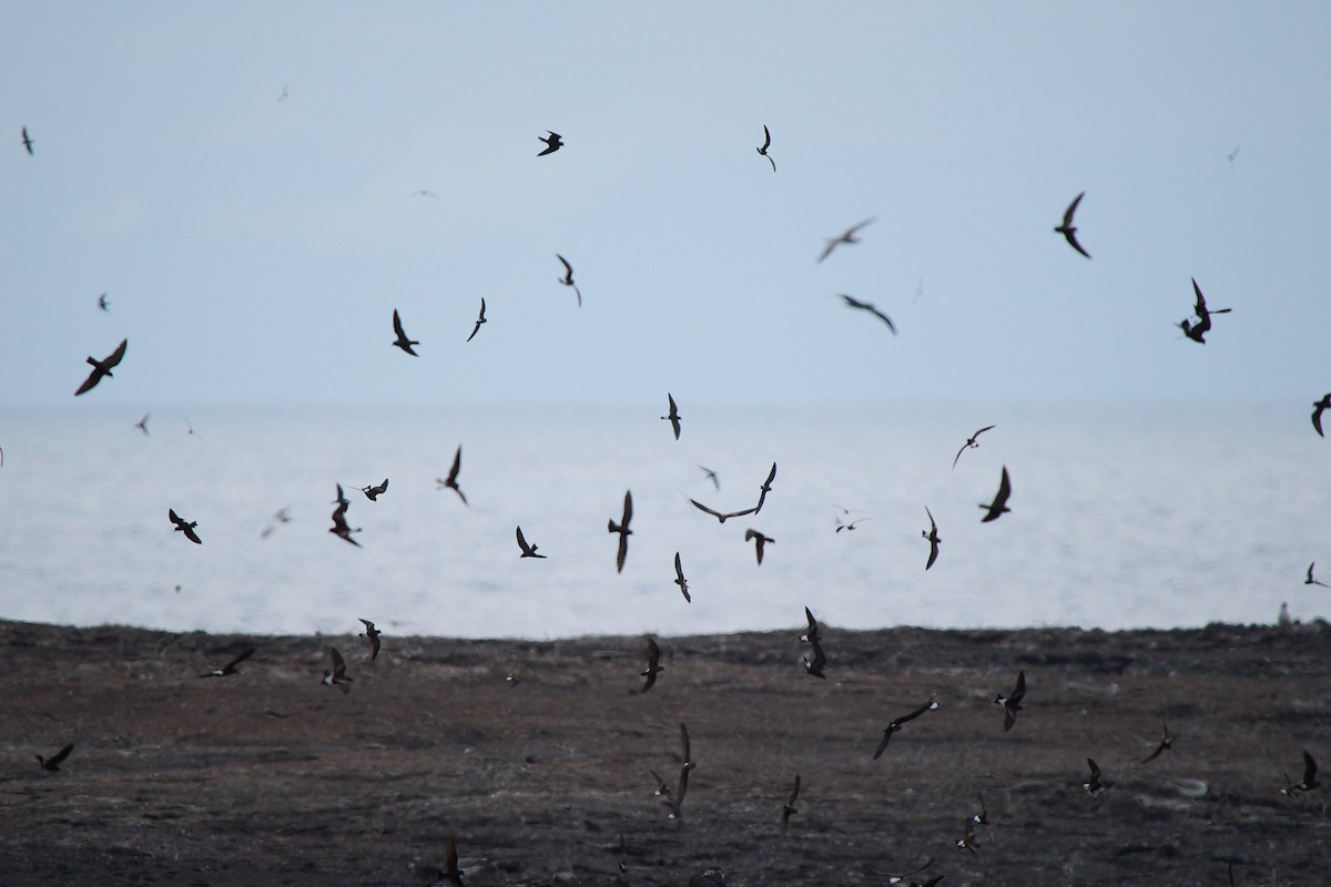 Wedge-rumped Storm-Petrel - ML645809949