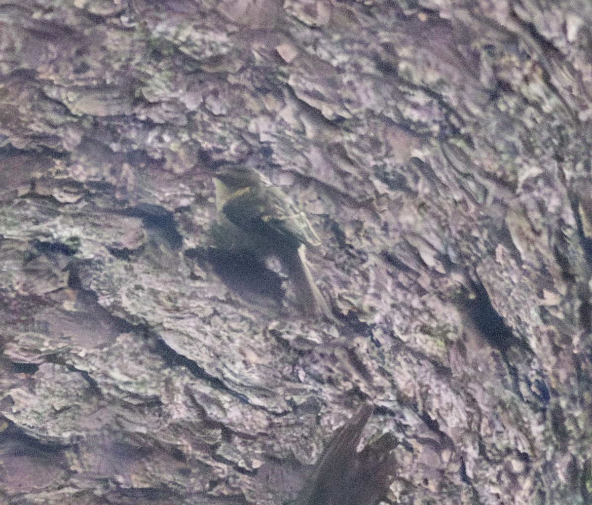 Brown Creeper - ML645809950