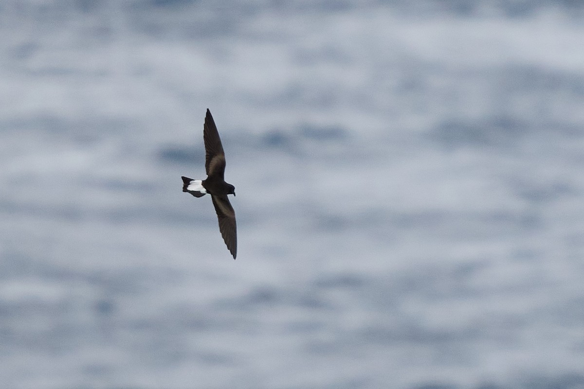 Wedge-rumped Storm-Petrel - ML645809951