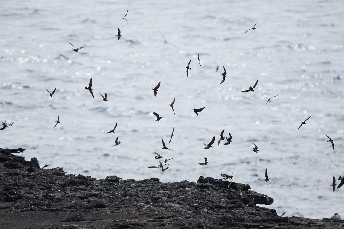 Wedge-rumped Storm-Petrel - ML645809952
