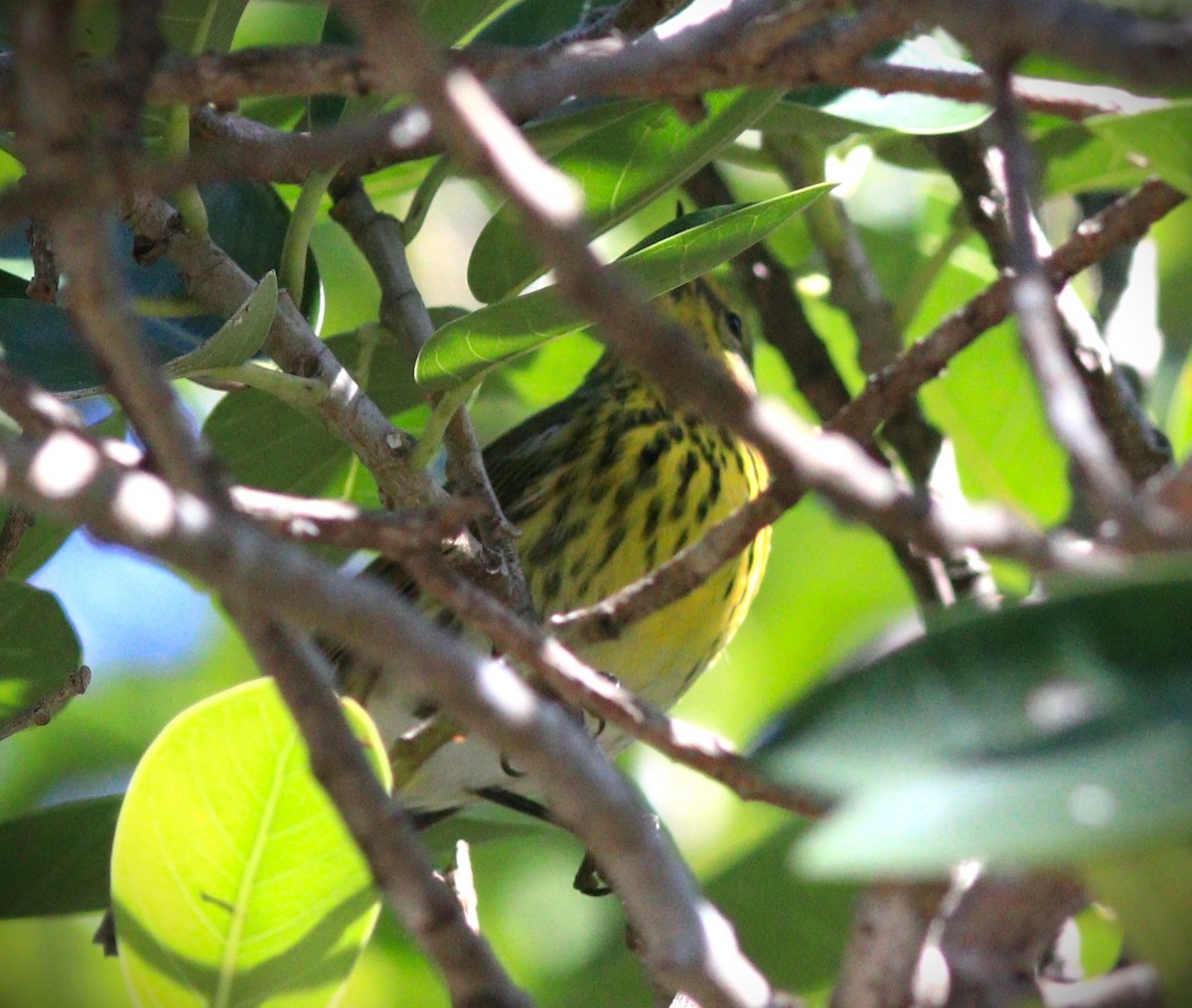 Cape May Warbler - ML645809964