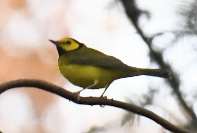 Hooded Warbler - ML645809965