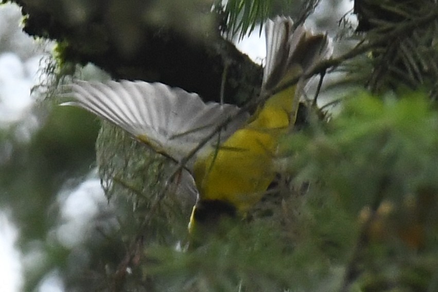Hooded Warbler - ML645809966
