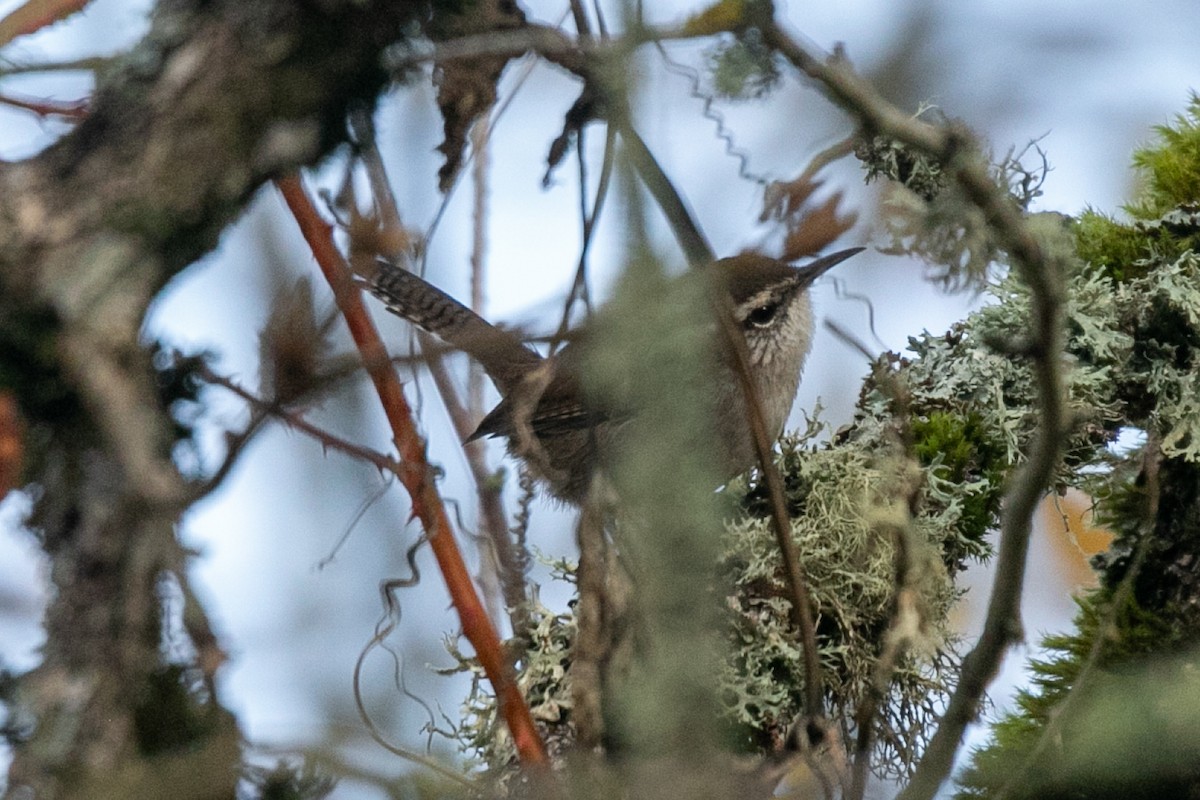 Bewick's Wren - ML645809968