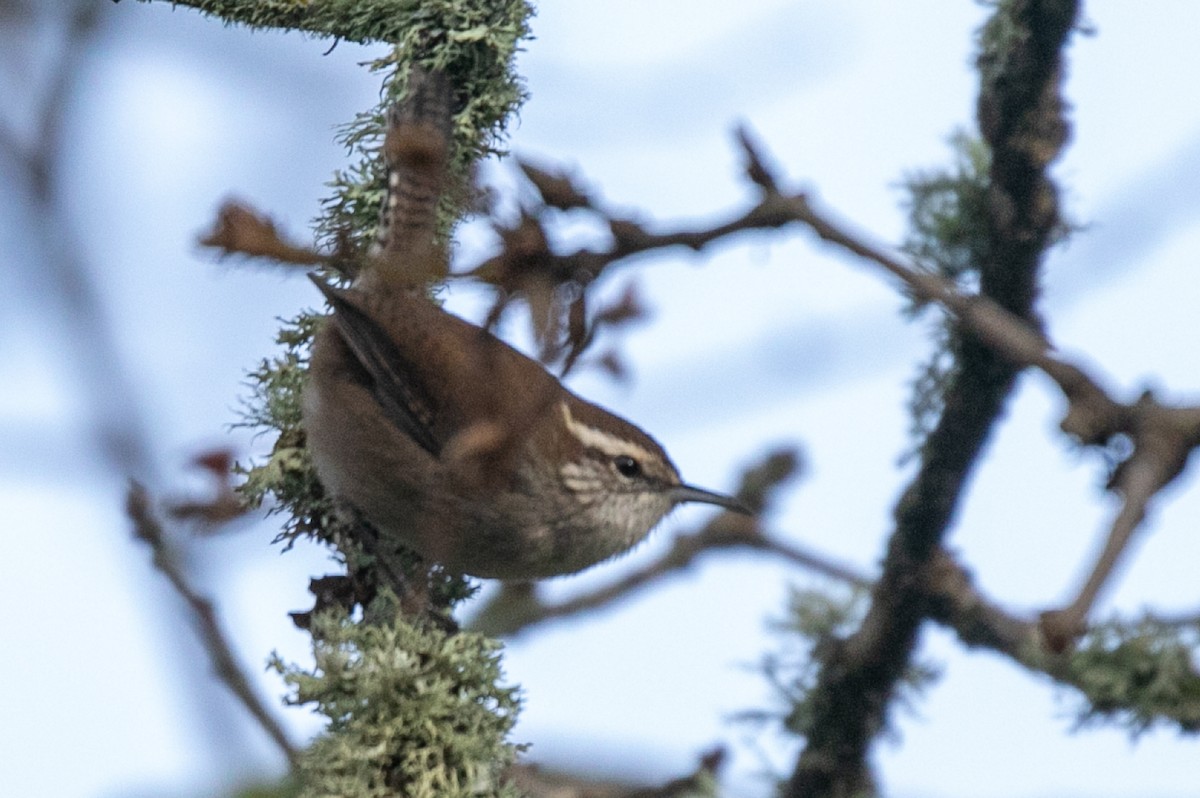 Bewick's Wren - ML645809969