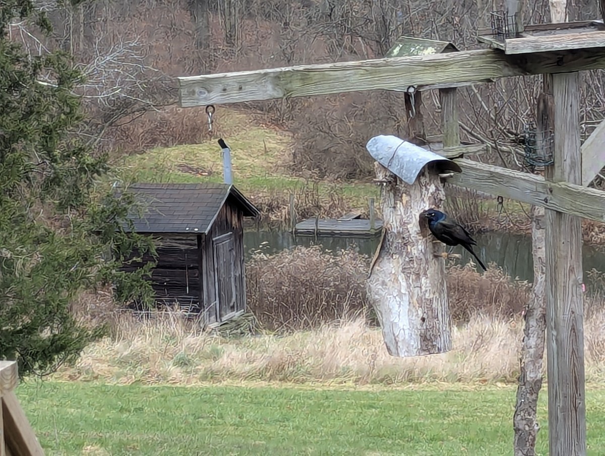Common Grackle - ML645809970