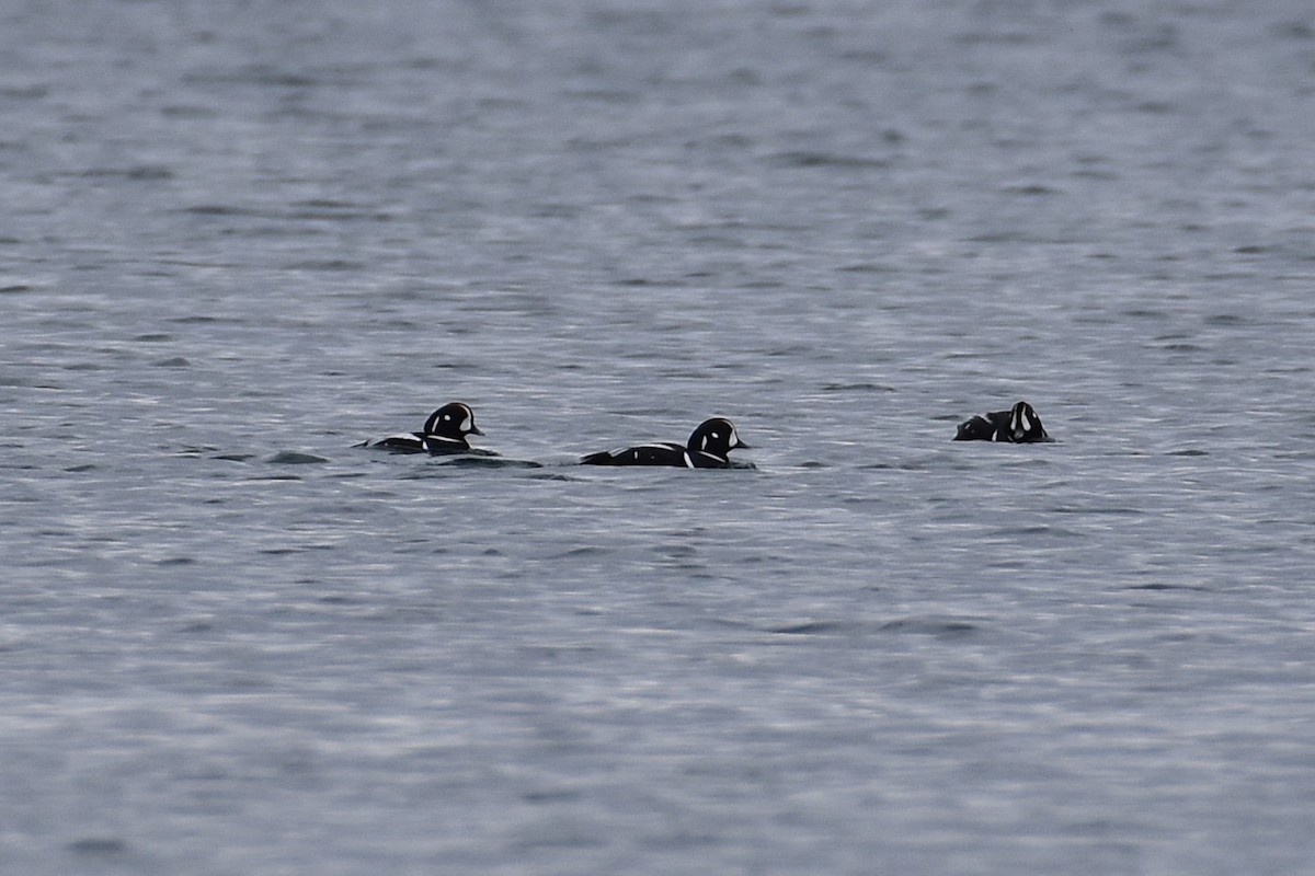 Harlequin Duck - ML645809982