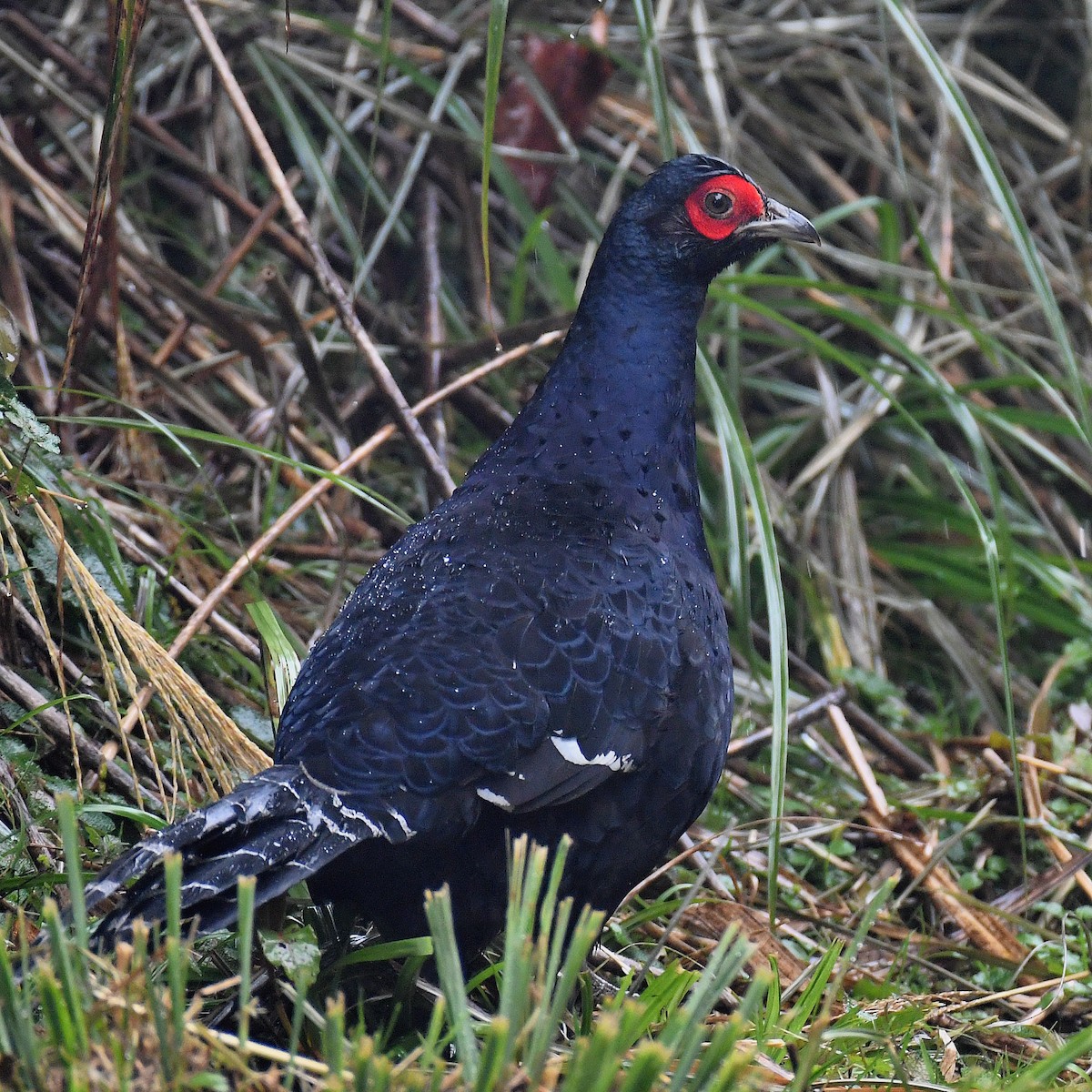Mikado Pheasant - ML645809984