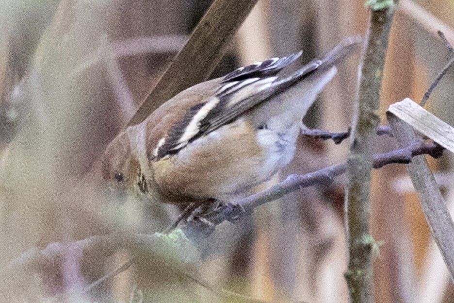 čížek žlutý - ML645809985