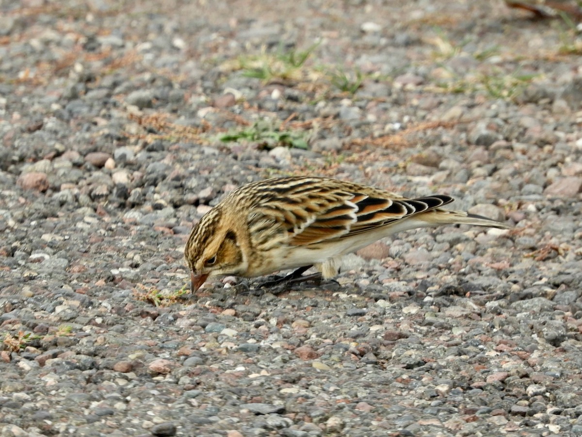 Lapland Longspur - ML645809988