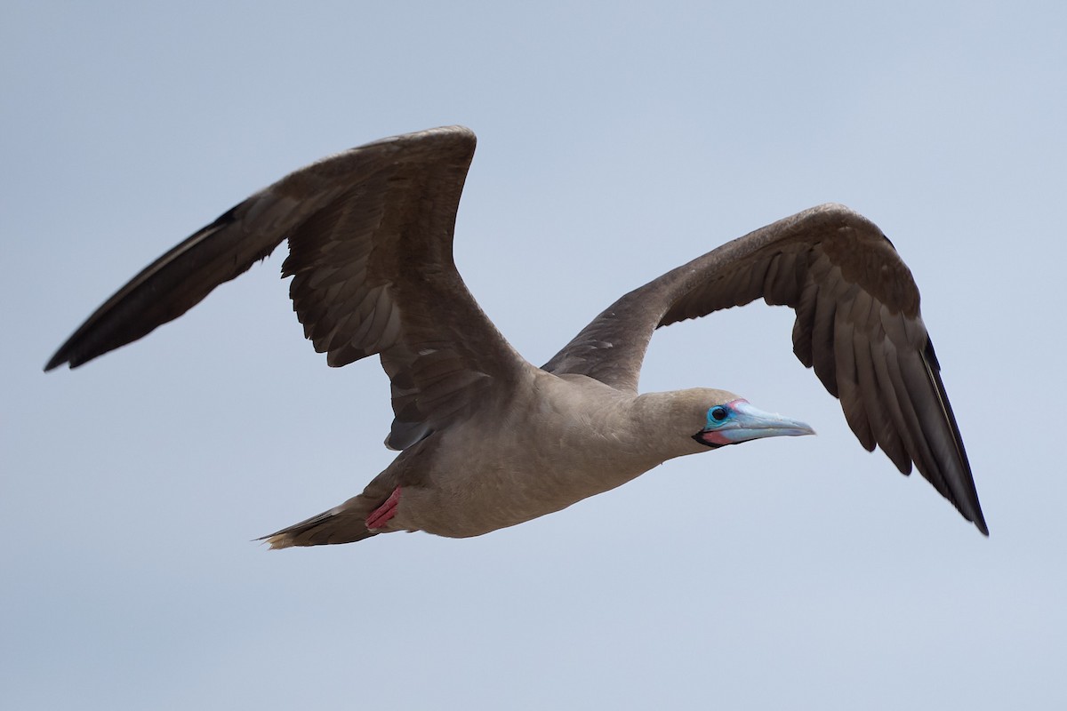 Сула червононога - ML645809991