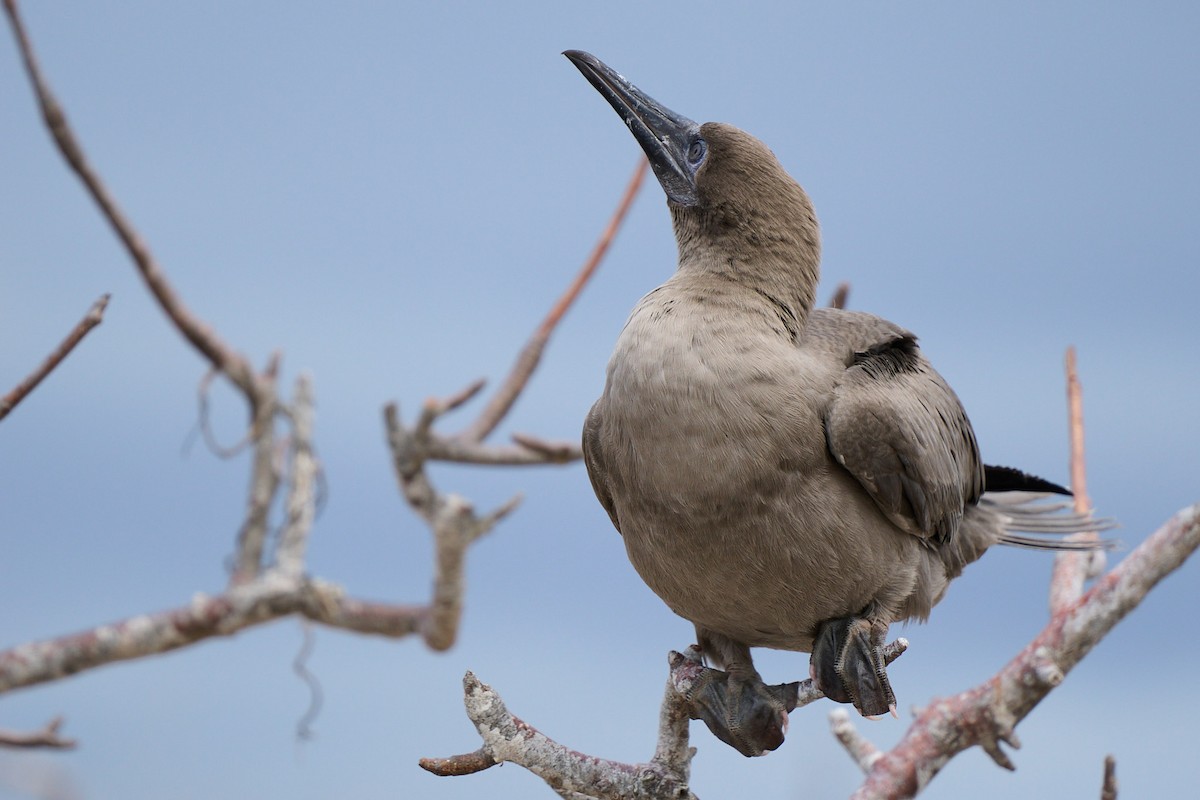 Сула червононога - ML645809992