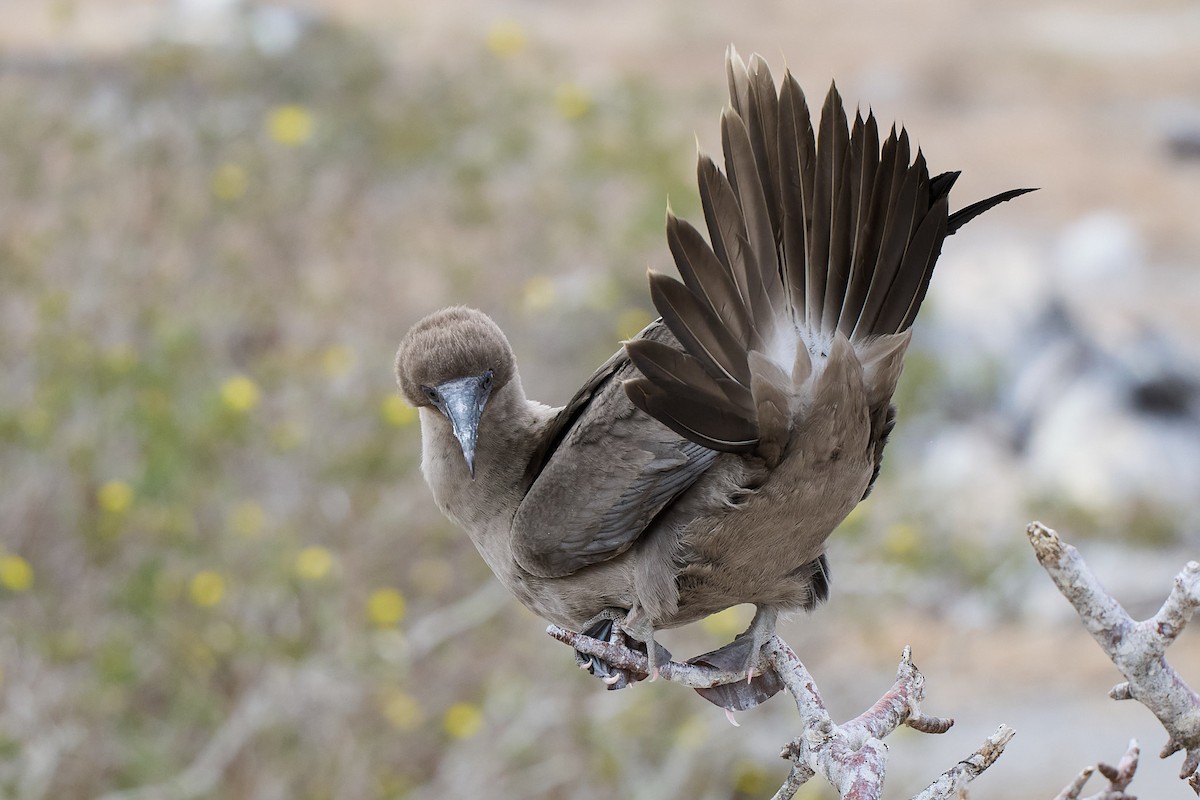 Сула червононога - ML645809993