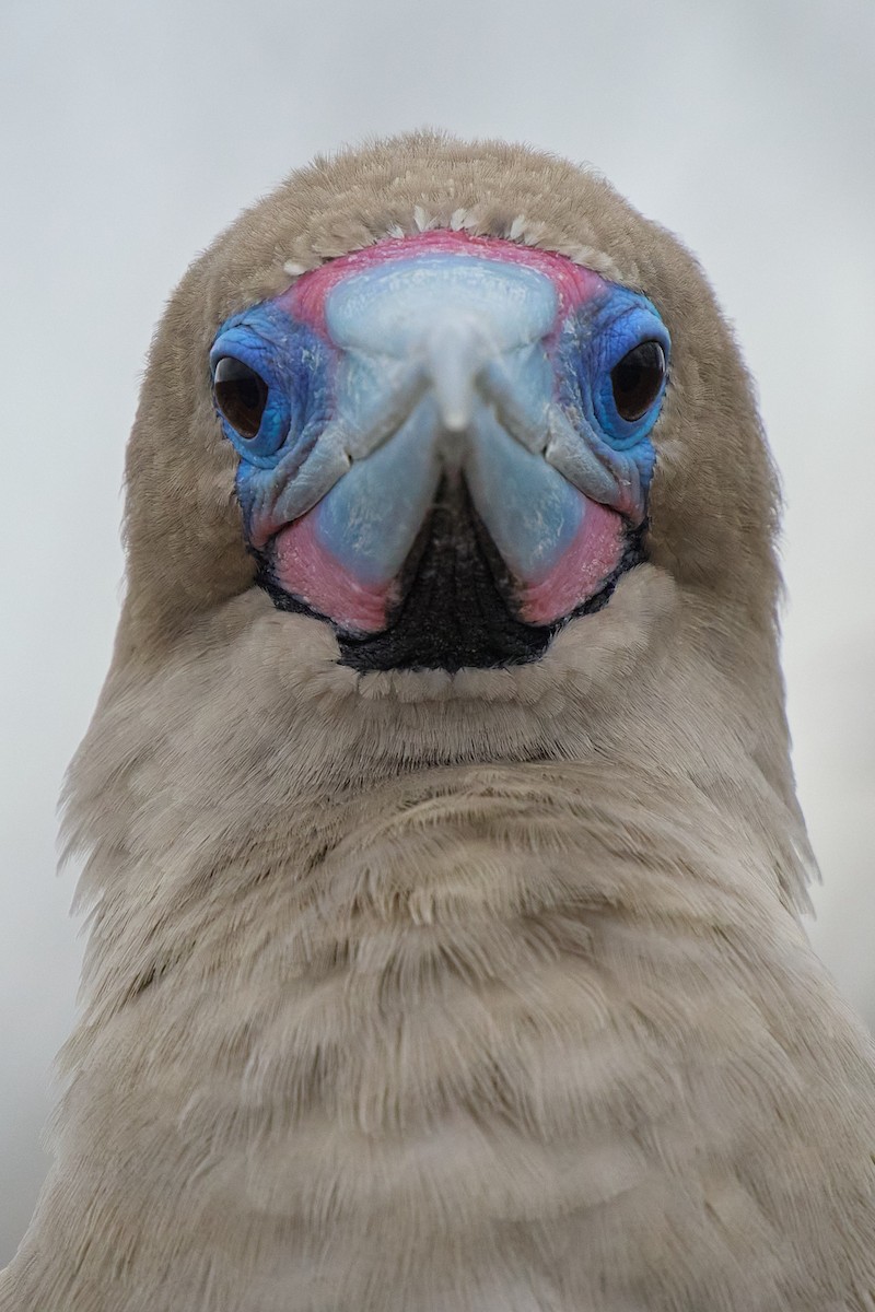 Сула червононога - ML645809994