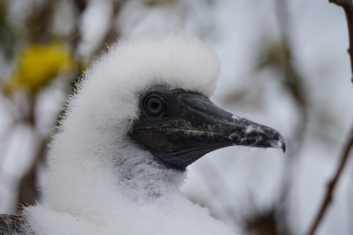 Сула червононога - ML645809995