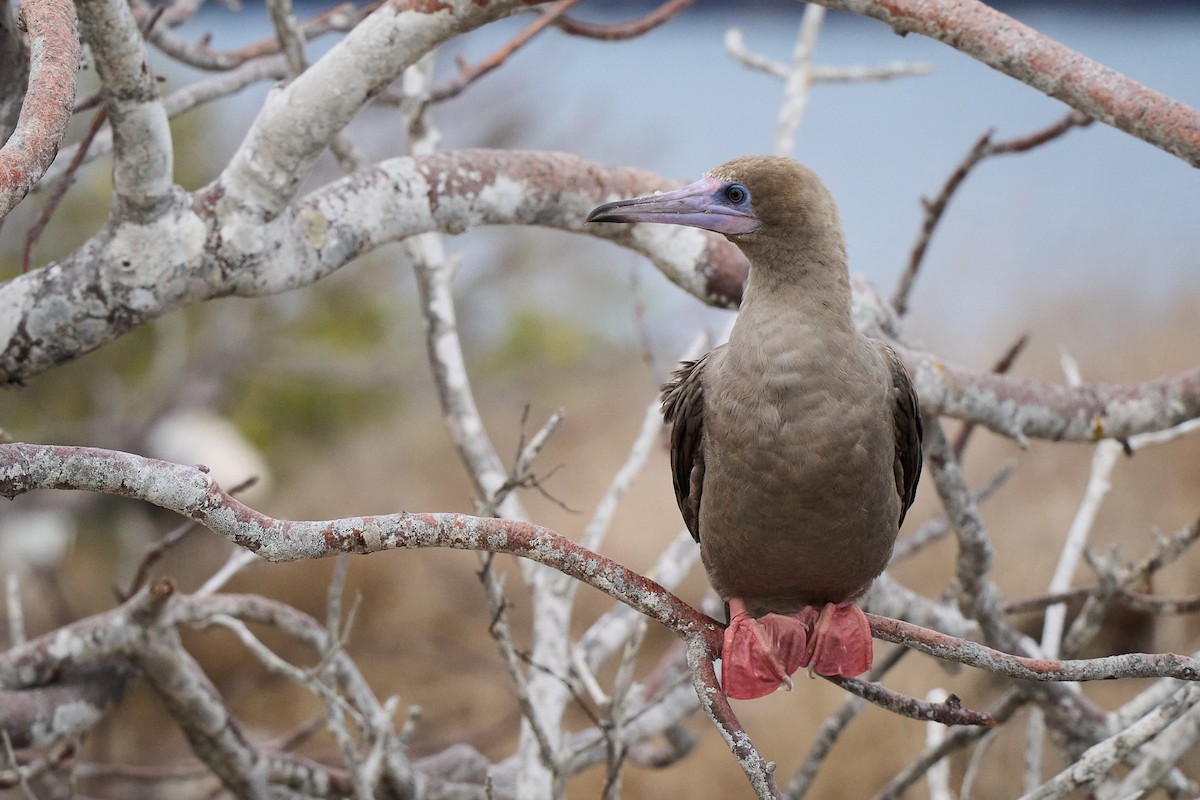 Сула червононога - ML645809996