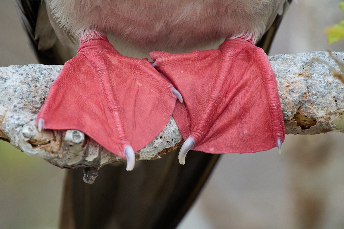 Сула червононога - ML645809997