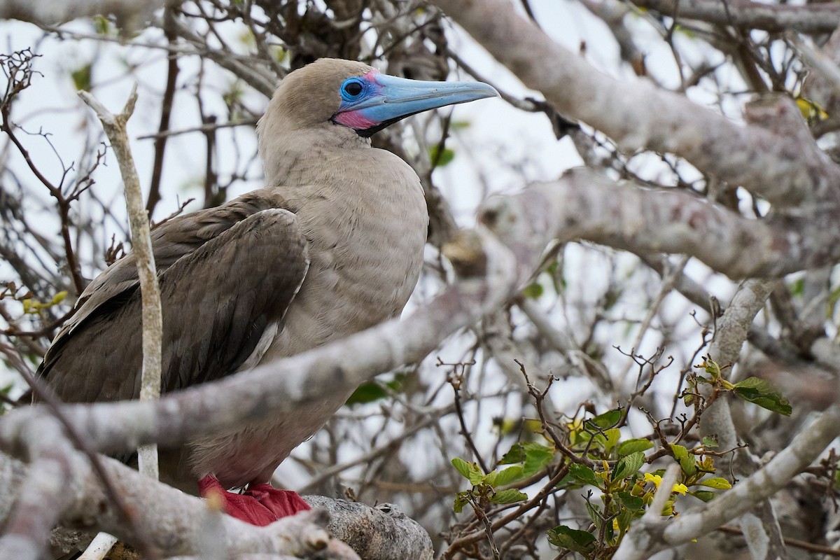 Сула червононога - ML645809998