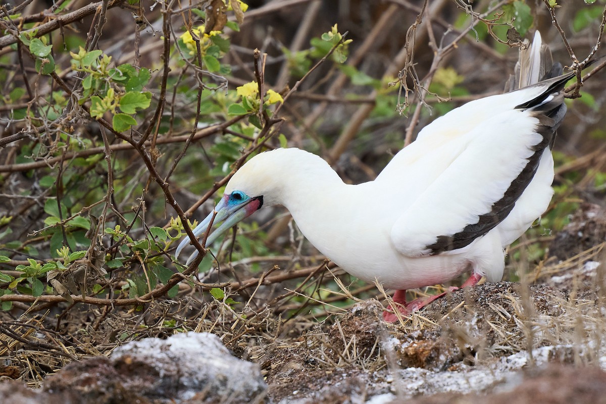 Сула червононога - ML645809999