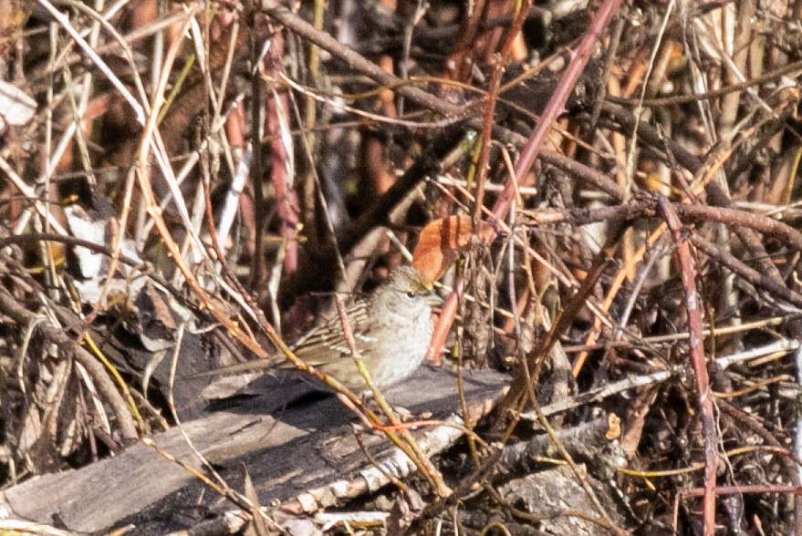Golden-crowned Sparrow - ML645810003