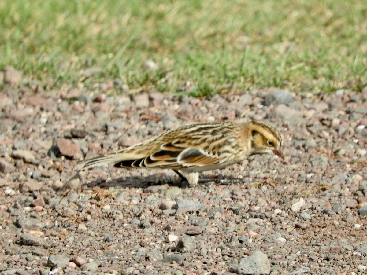 Lapland Longspur - ML645810022