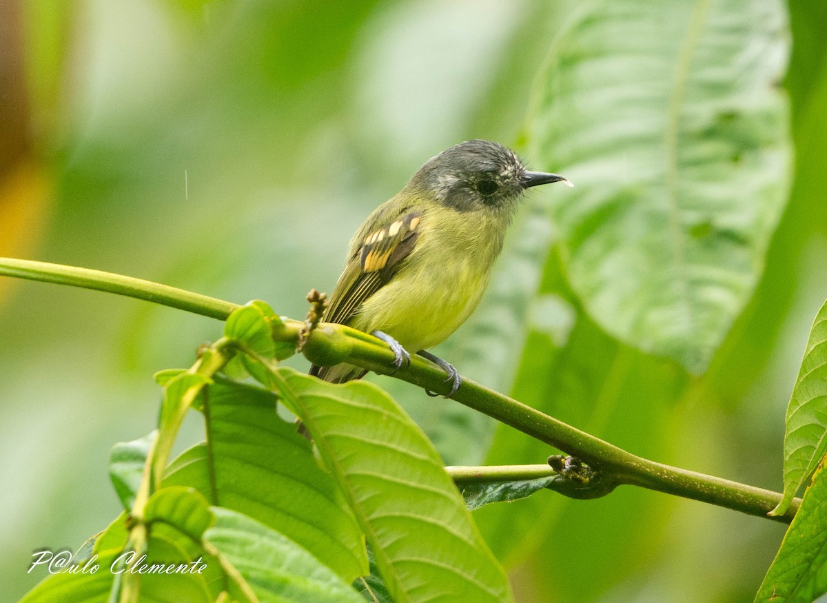 Slaty-capped Flycatcher - ML645810023