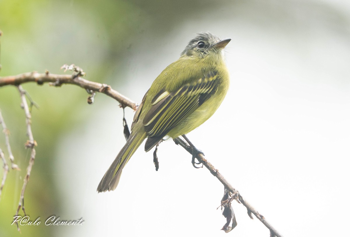 Variegated Bristle-Tyrant - ML645810024