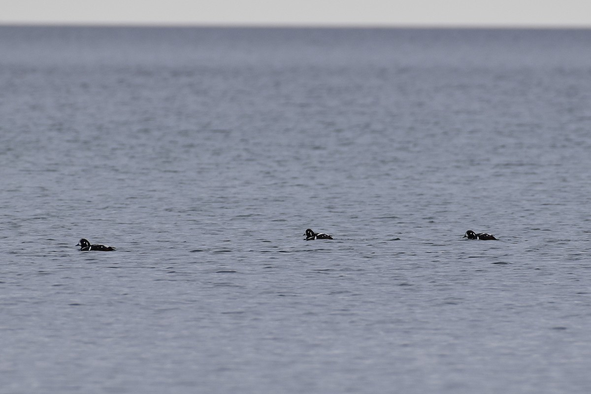 Harlequin Duck - ML645810028