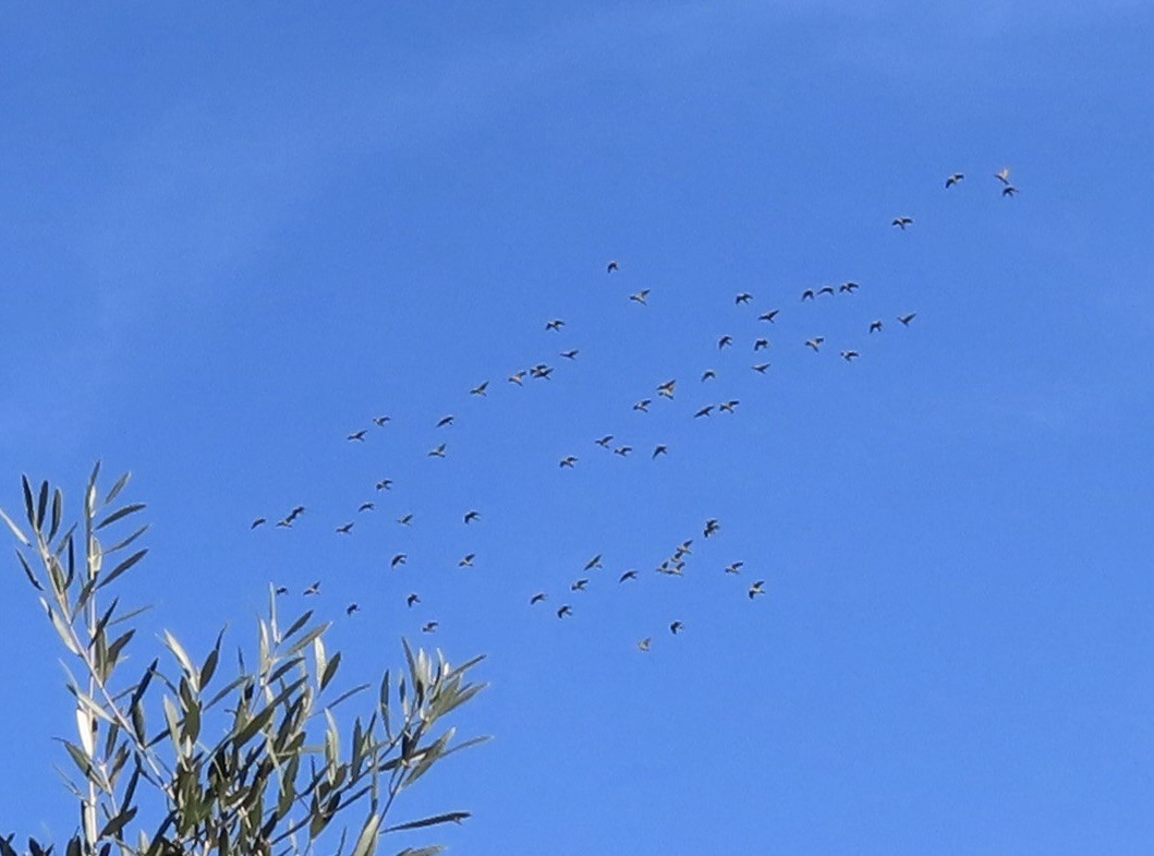 Mitred/Red-masked Parakeet - ML645810035