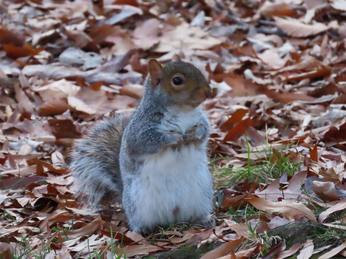 Eastern Gray Squirrel - ML645810036