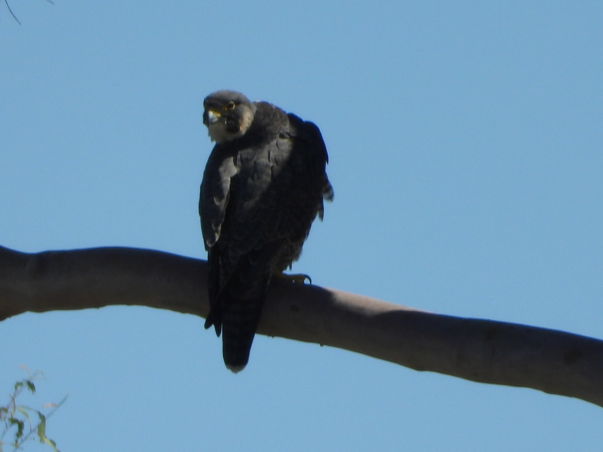 Peregrine Falcon - ML645810037