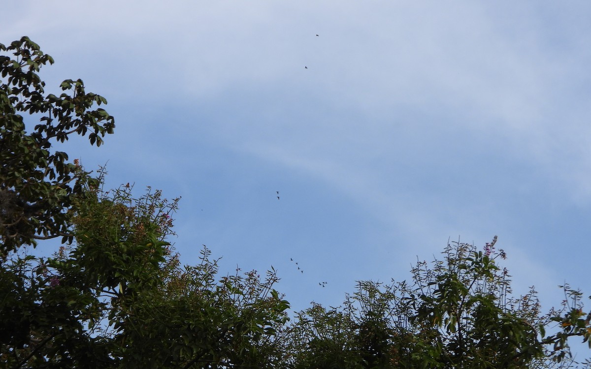 Scarlet-fronted Parakeet - ML645810038
