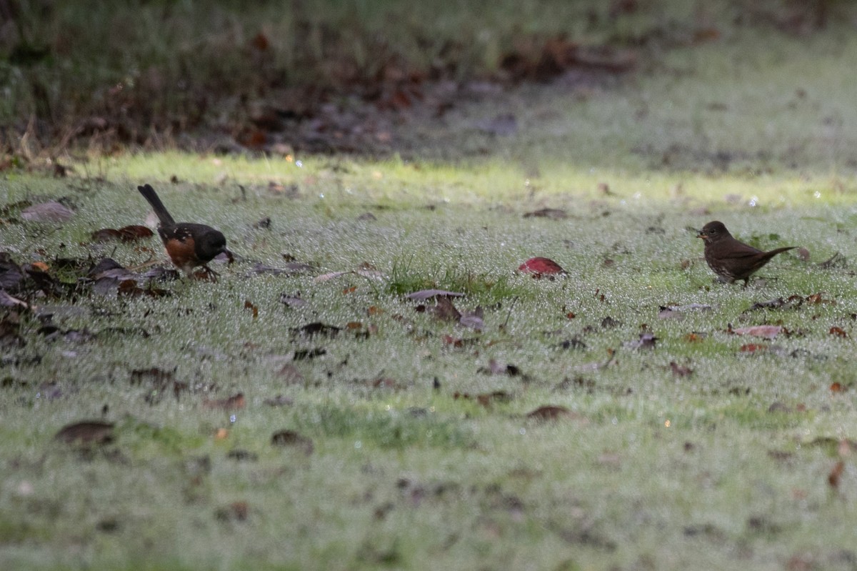 Spotted Towhee - ML645810043