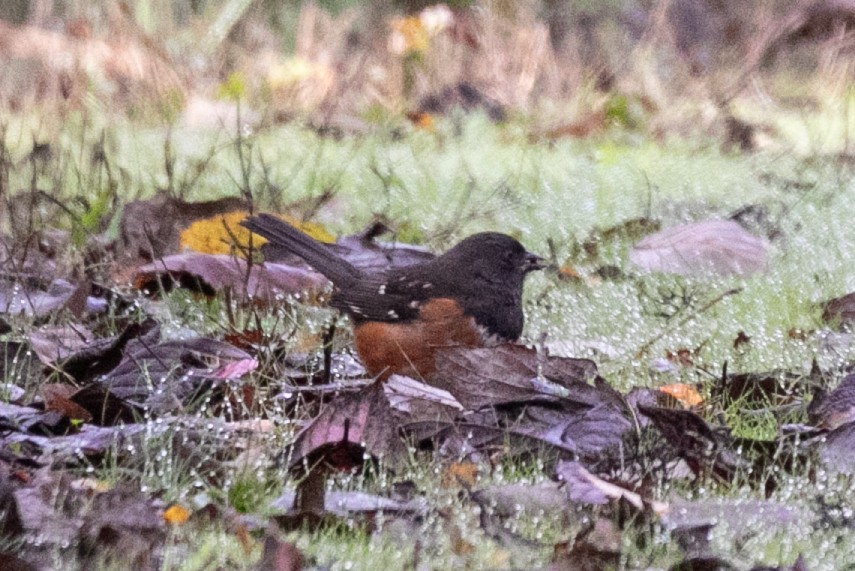 Spotted Towhee - ML645810044