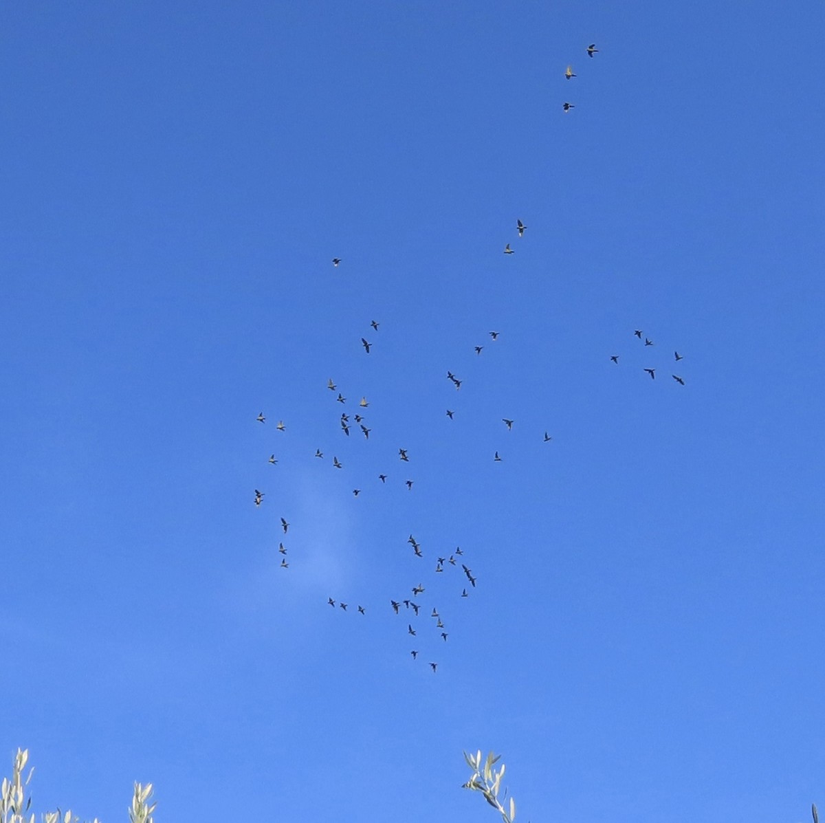 Mitred/Red-masked Parakeet - ML645810049