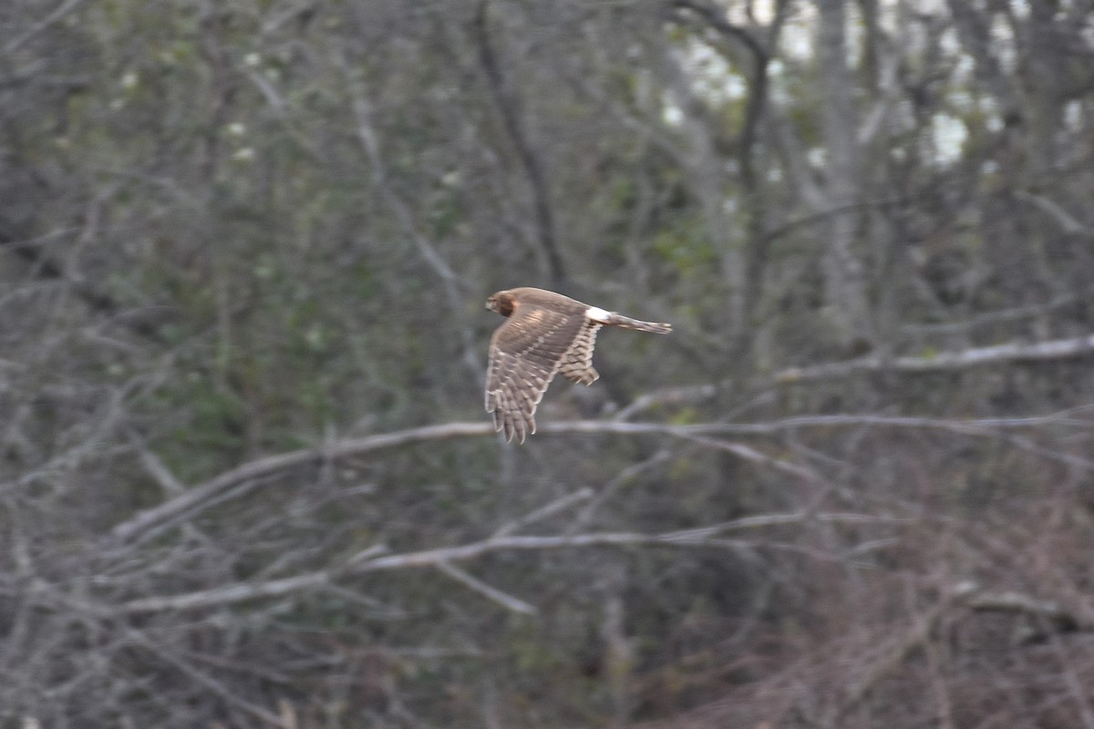 Northern Harrier - ML645810053