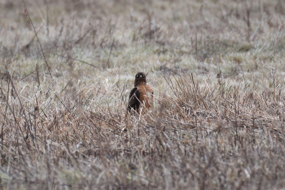 Northern Harrier - ML645810054