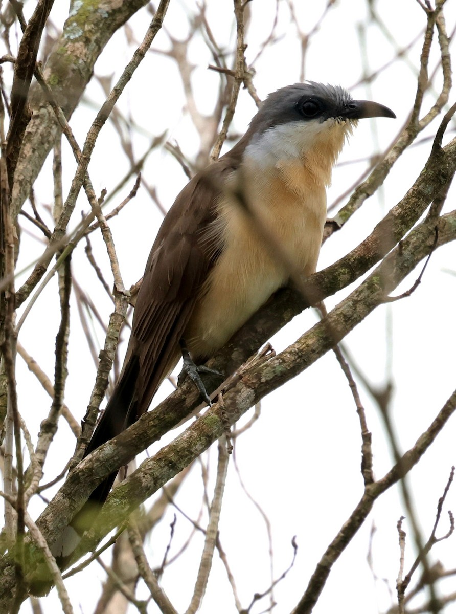 Кукліло бурий - ML645810058